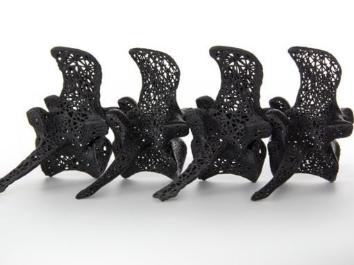 Vertebrae