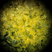 An Artist Is Growing a Hand Out Of Human Stem Cells