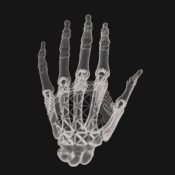 Regenerative Reliquary: Bringing Bones To Life