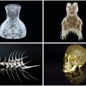  バイオアートとは？有名な作品・アーティストを解説 