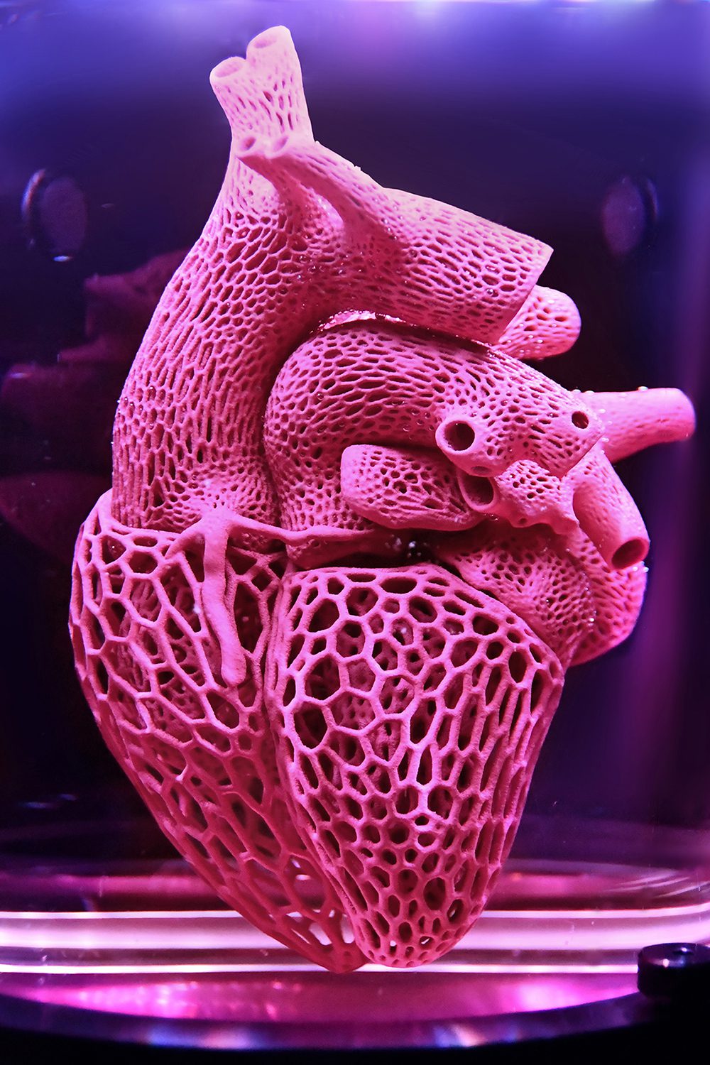 Amy Karle "The Heart of Evolution?" 2019